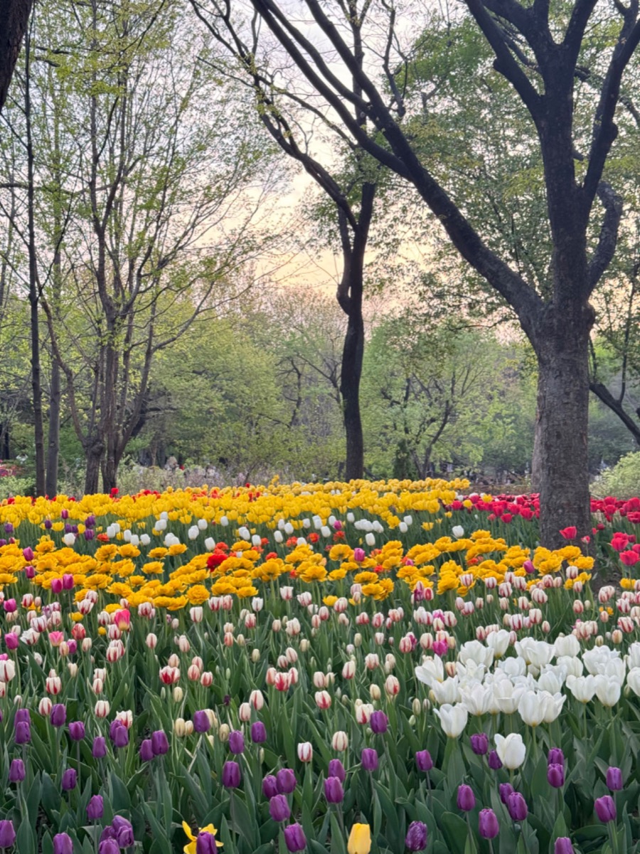 ソウルの森に咲く季節の花