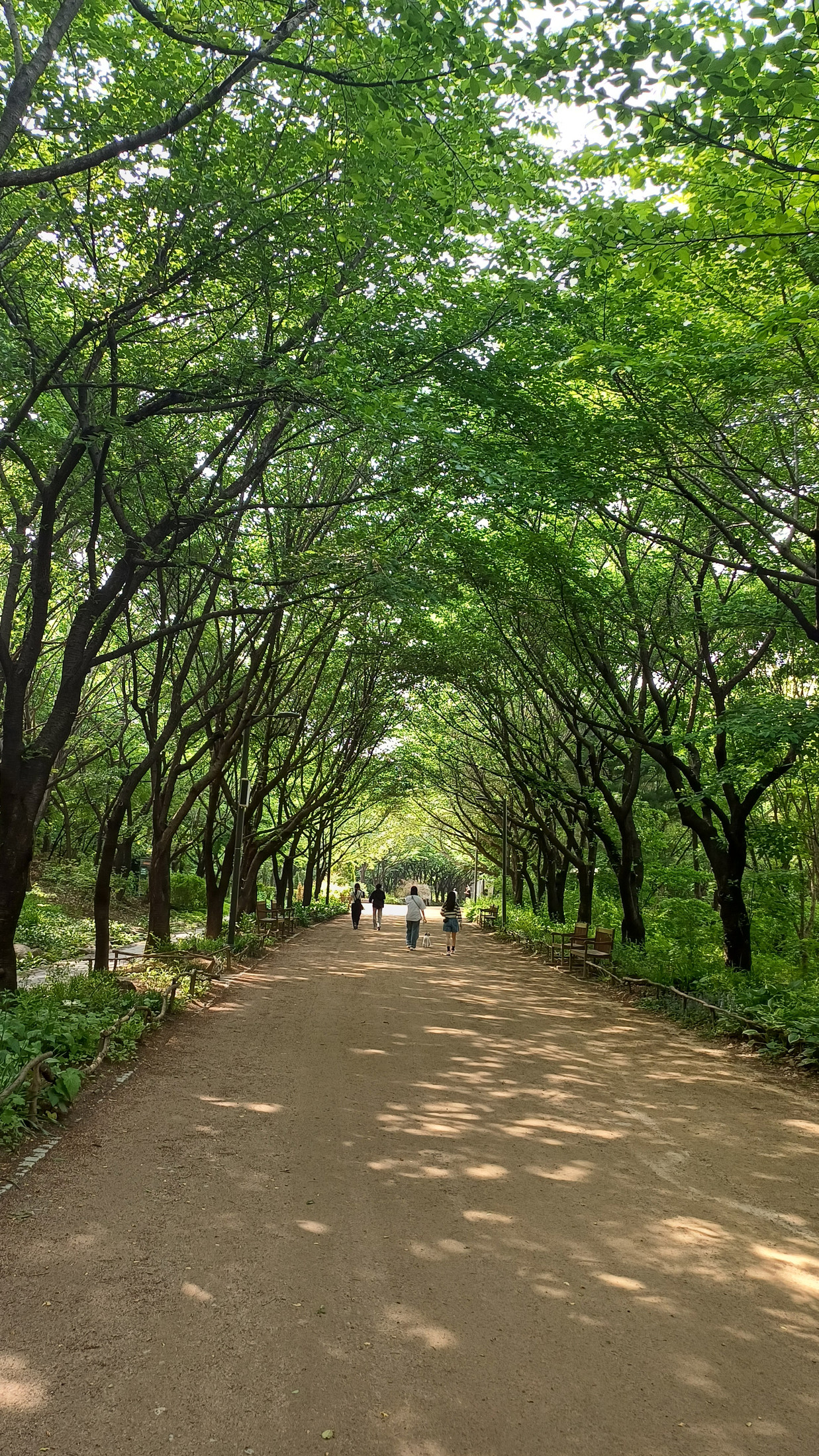 나무가 우거진 서울숲 산책로